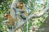 ULM, NTU Singapore collaborate on proboscis monkey research