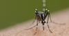 Climate change could spread malaria deeper into SA, study warns