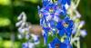 Scientists Discover Pathway to Produce Potent Plant Compounds in Lab
