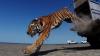 Kazakhstan Releases First Tiger into Wild in More Than 70 Years