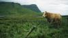 £20,000 grants to come in new Scottish 'Future Farming' scheme