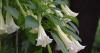 The exotic evening scents that only Cornwall’s climate can offer