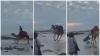 Shocking video captures rogue camel throwing off two tourists during Cable Beach ride, both hospitalised