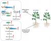 Turning on a Root-Growth Switch in Tomatoes Could Fortify Crops Against Drought