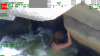California woman was swept down the Kern River and found clinging beneath a rock; rescuers pulled her from the rapids