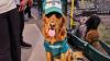 Who Let the Dogs In? The Mariners’ Bark at the Park Is Seattle at Its Best