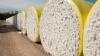 World cotton trade to reach 10.3m tonnes by 2028/29