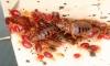 This is now Florida’s worst city for bed bugs, new study reveals