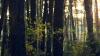 Partially burned body found in wooded area of South Carolina, deputies say