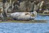 Nature Notes with Graham Workman: what is a ‘hooked nose sea pig’?