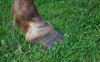 Pioneering research reveals ways to reduce laminitis risk in horses