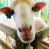 Sterling Fair celebrates 45 years of community tradition