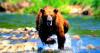 Romania Expands Bear Culls Trying To Keep Population Safe From Surging Attacks (VIDEOS)