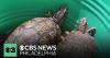More than 100 box turtles dumped along road in New Jersey