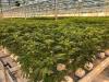 Comment: B.C. has a craft cannabis advantage — now it needs a strategy