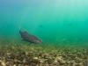 B.C. researchers discover deadly bacterial disease in wild chinook