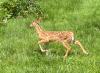 Different Types of Lawns that Thrive in Michigan
