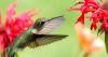 The birds of explorers