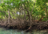 INTEC study warns mangrove loss could cost Dominican Republic US$75 million annually