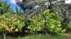 Trailblazing in Tomé Açu: inspiring a global agroforestry transition in northern Brazil
