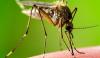Risk of West Nile Virus Climbing