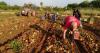 Spain allocates almost 113 million to more than 87,600 Andalusian farmers to buy fertilizers