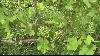 Northern Michigan grape growers expect strong harvest despite weather challenges elsewhere