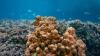 Field campaign implemented to protect biodiversity in Musandam