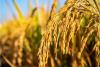 US rice market is quietly rallying