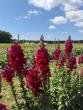 URI cut flower trial August open house to welcome growers, put spotlight on summer blooms