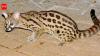 This mysterious predator looks exactly like a cat, but scientists say it belongs to a completely different animal family