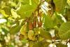 Kenya, Africa cashewnut actors trained to enhance value additon and growth