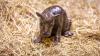 Baby pygmy born at Edinburgh Zoo and Scots are desperate to name it one thing