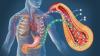 High-protein diet isn’t for everyone: Review of 350 studies links lower intake to healthy ageing