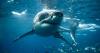 Great white sharks are ‘already in UK’ as they venture further north than ever