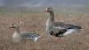 Artwork deadline approaches for Oklahoma Waterfowl Stamp contest