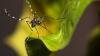 Rare mosquito spread illness in Upstate South Carolina