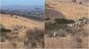 Sheepdog moves herd of goats for emergency helicopter landing in California