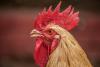 The Legend of Oklahoma's Chicken Man
