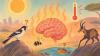 Stupid Hot: Heat Waves Are Making Animals More Aggressive, Forgetful and Less Alert