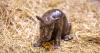 'Adorable' endangered pygmy hippo born at Scottish zoo