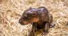 Endangered pygmy hippo calf born at Edinburgh Zoo after arriving early