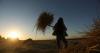 Qatari group develops $3.3 billion agricultural project in Syria