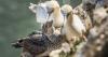 Licence for annual guga hunt refused by Scotland’s nature agency