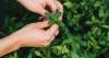 Mars turns mint supply risk into sustainability success