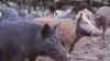 America’s ‘feral swine bomb’ includes some wild pig populations in Arizona