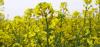 K-State Plans Three Meetings To Outline Winter Canola Management