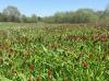 Join MDC and NDA Aug. 25 for free webinar on wildlife food plots