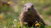 Rabid groundhog attacks homeowner in Atlantic County, New Jersey