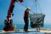 Solar Thermoelectric Cooling System Minimizes Environmental Impact of Fishing